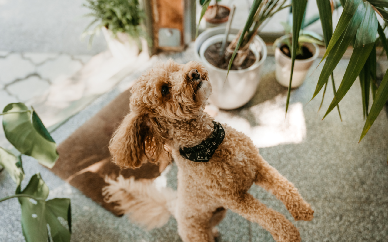 Illustration of Canine Plant Toxicity Faqs