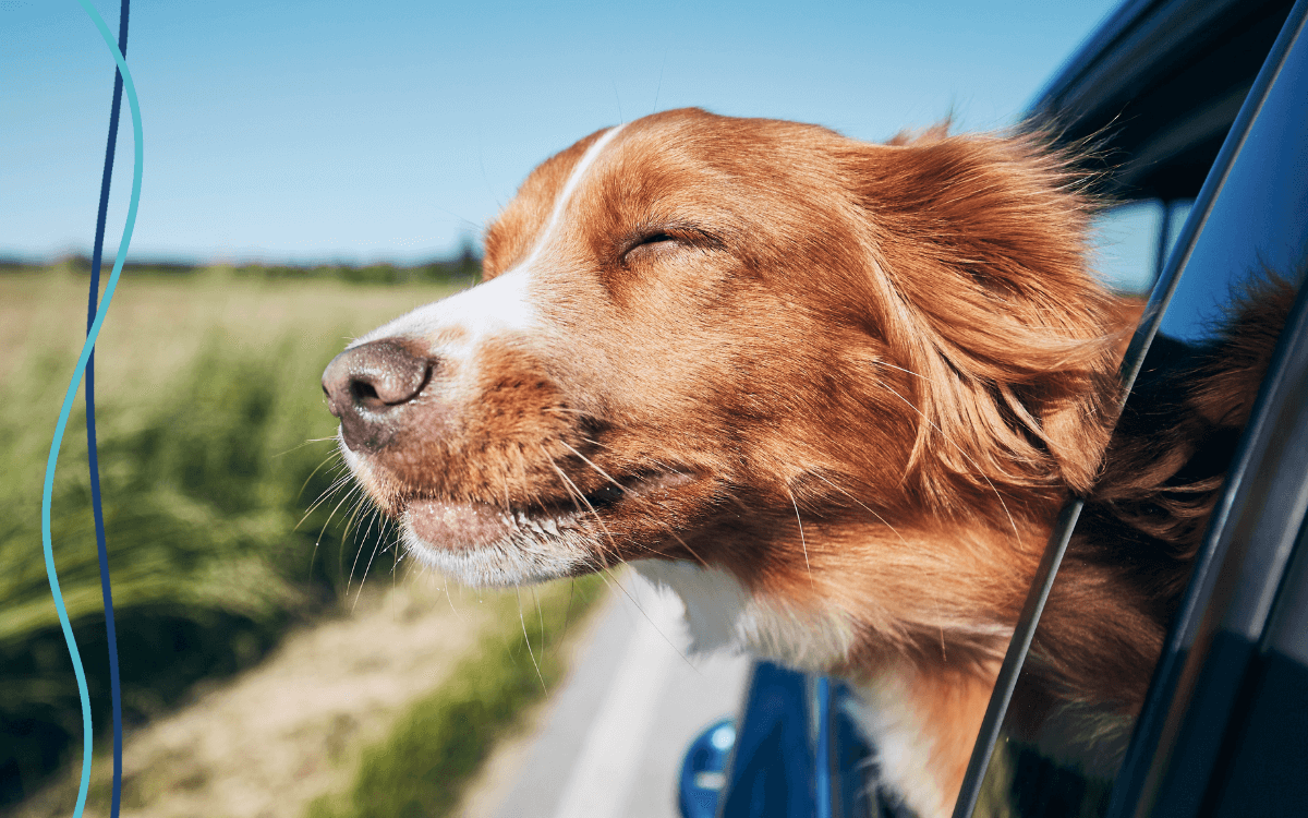 Travel Tips A dog traveling in a car