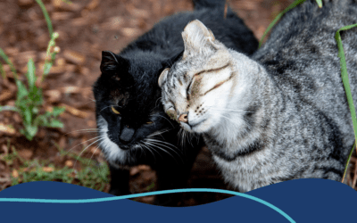 Keeping Outdoor Cats Safe During Summer