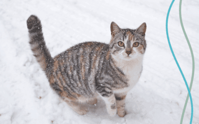How Cold Is Too Cold for Pets? Winter Safety Tips for Dogs and Cats in Five Forks, SC