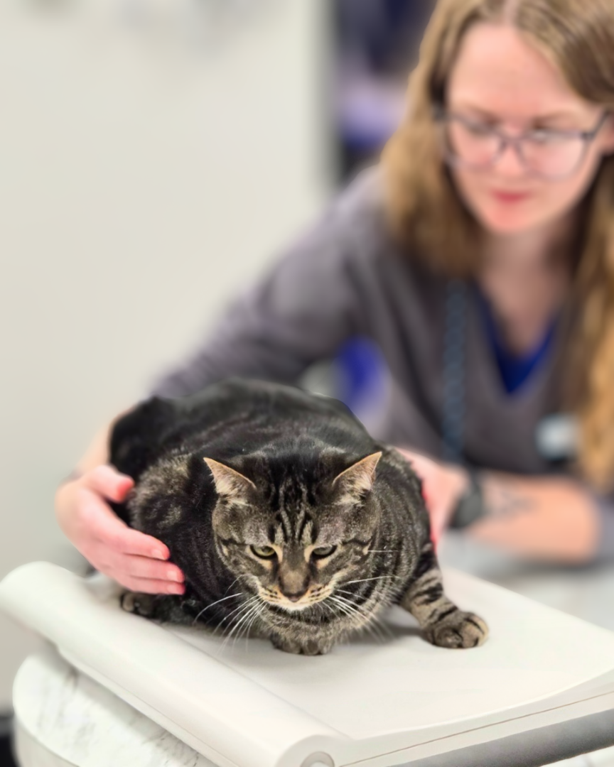 woman holds a small, brown shaggy dog