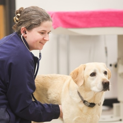 Pet-First Partnership<br />
