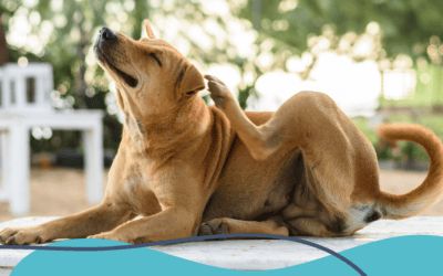 Flea, Tick & Heartworm Prevention for Pets in Five Forks, SC