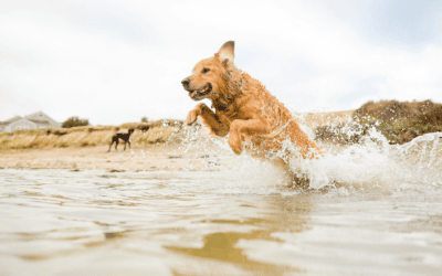 Keeping Pets Safe During South Carolina’s Summer Heat