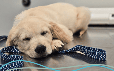 5 Fall Health Checks for Dogs and Cats in Five Forks, SC